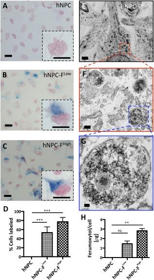 https://cdn.ncbi.nlm.nih.gov/pmc/blobs/4123/5442757/281a2470956c/SCT3-6-139-g001.jpg