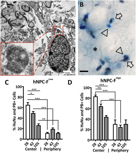https://cdn.ncbi.nlm.nih.gov/pmc/blobs/4123/5442757/63165bdccb34/SCT3-6-139-g006.jpg