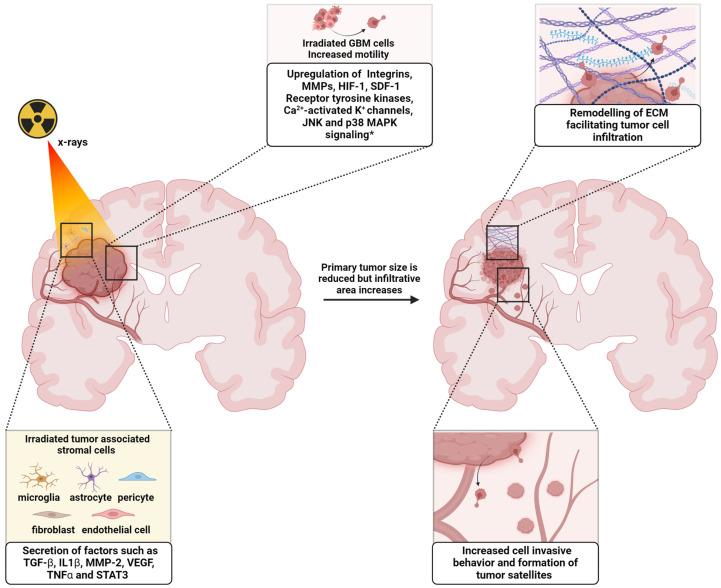 https://cdn.ncbi.nlm.nih.gov/pmc/blobs/4124/11640451/b6ad8fbc8dab/cancers-16-03900-g001.jpg
