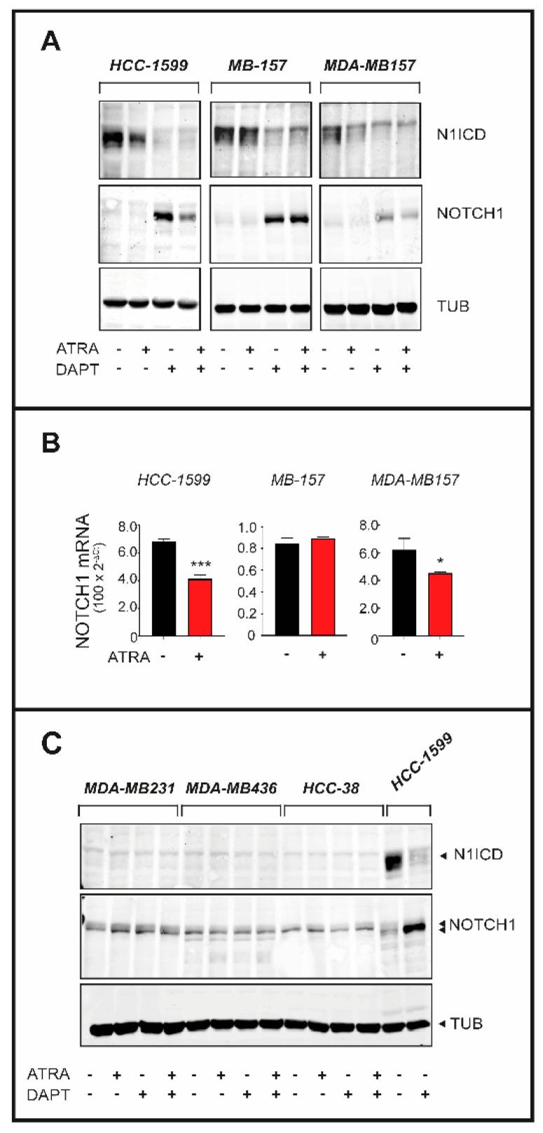 https://cdn.ncbi.nlm.nih.gov/pmc/blobs/4124/7650753/9d22de70d6a9/cancers-12-03027-g005.jpg