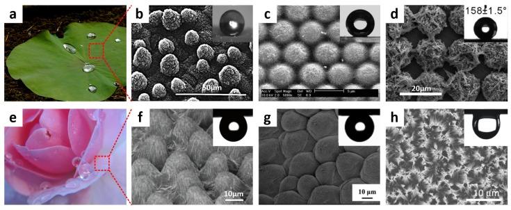 https://cdn.ncbi.nlm.nih.gov/pmc/blobs/412c/5456462/18c03fa879a5/materials-09-00116-g003.jpg