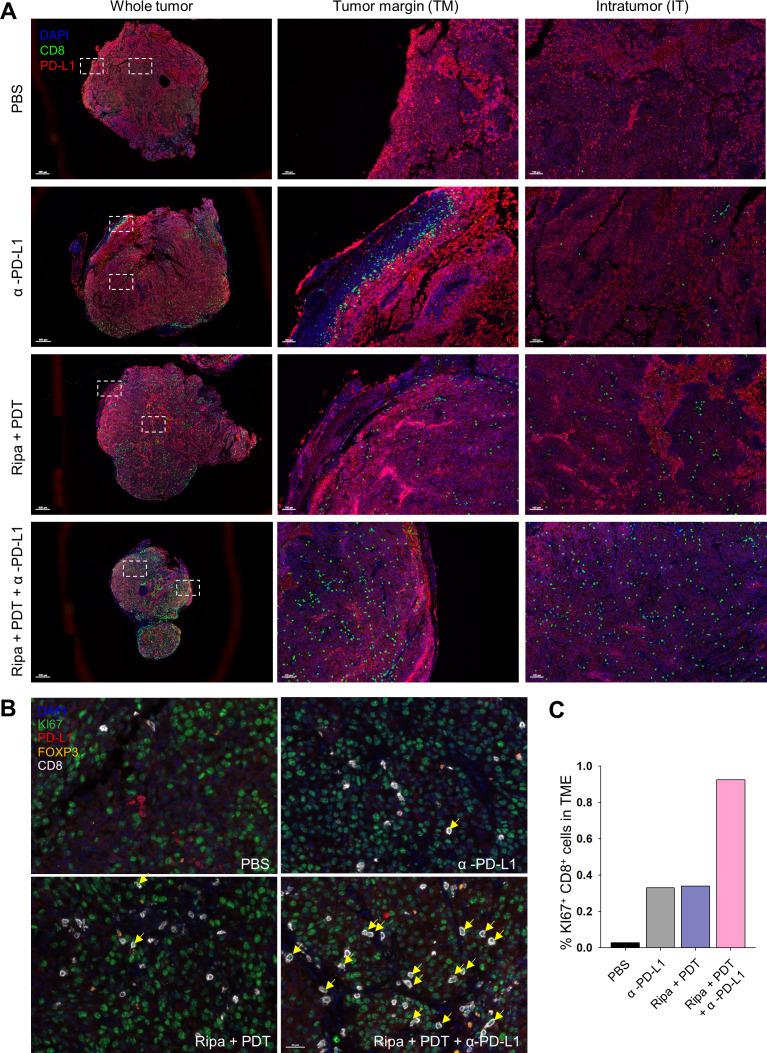 https://cdn.ncbi.nlm.nih.gov/pmc/blobs/412c/7825261/3cee891e14a5/jitc-2020-001481f07.jpg