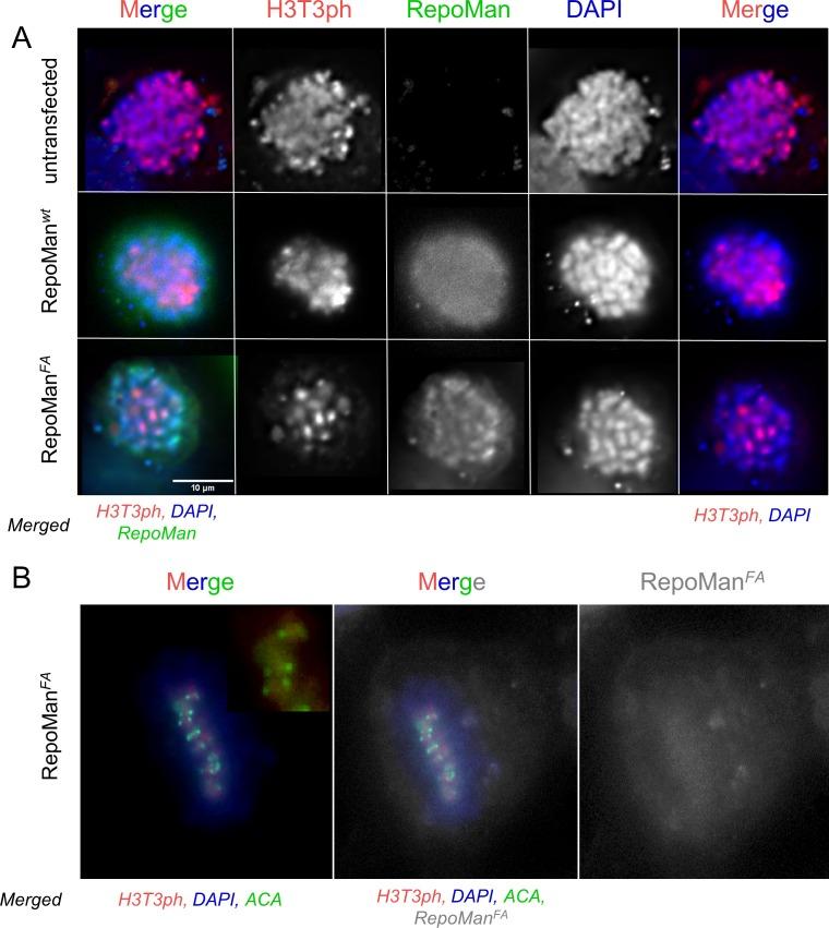 https://cdn.ncbi.nlm.nih.gov/pmc/blobs/4131/5005033/1867a8bf18fb/elife-16539-fig1-figsupp4.jpg