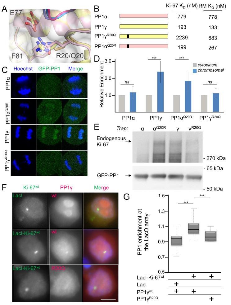 https://cdn.ncbi.nlm.nih.gov/pmc/blobs/4131/5005033/b2ae3853e0ac/elife-16539-fig2.jpg