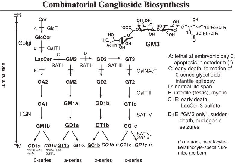 https://cdn.ncbi.nlm.nih.gov/pmc/blobs/4133/3552047/d373b3f3f56a/pjab-88-554-g009.jpg