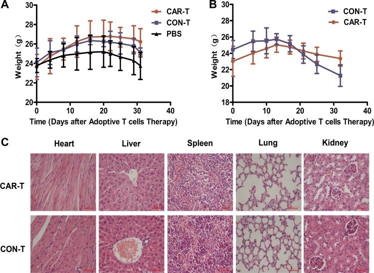 https://cdn.ncbi.nlm.nih.gov/pmc/blobs/4136/5354747/1b819fd431d1/oncotarget-08-9488-g008.jpg