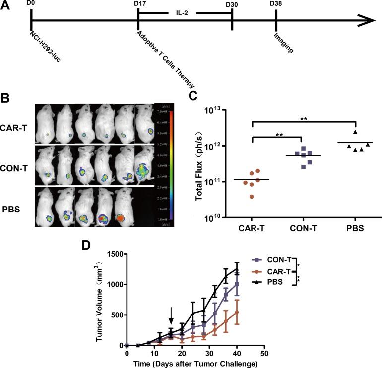 https://cdn.ncbi.nlm.nih.gov/pmc/blobs/4136/5354747/689dfe92c1a4/oncotarget-08-9488-g005.jpg