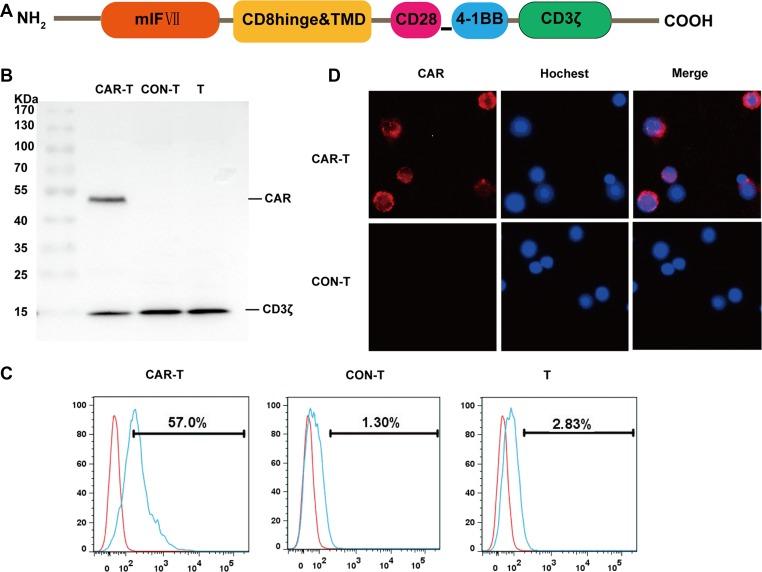https://cdn.ncbi.nlm.nih.gov/pmc/blobs/4136/5354747/a54d92a2c469/oncotarget-08-9488-g002.jpg