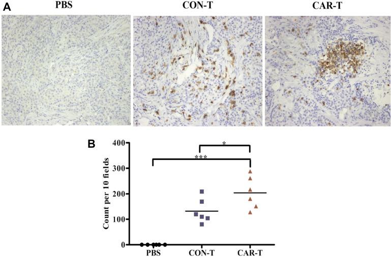 https://cdn.ncbi.nlm.nih.gov/pmc/blobs/4136/5354747/bf938f90d2c3/oncotarget-08-9488-g007.jpg