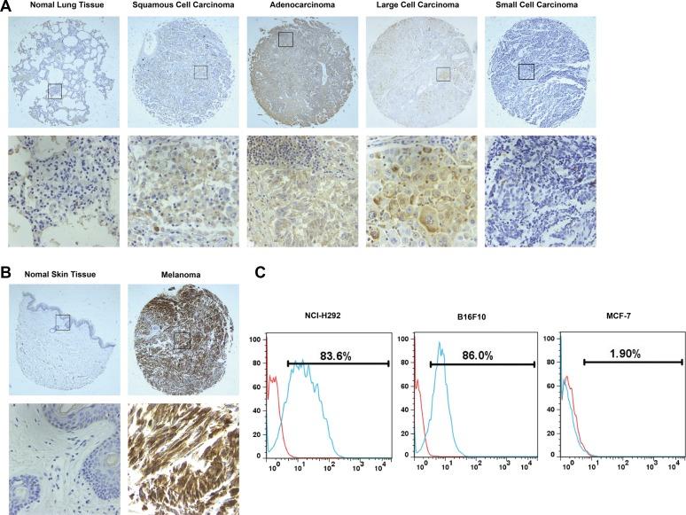 https://cdn.ncbi.nlm.nih.gov/pmc/blobs/4136/5354747/e246a0305ae0/oncotarget-08-9488-g001.jpg