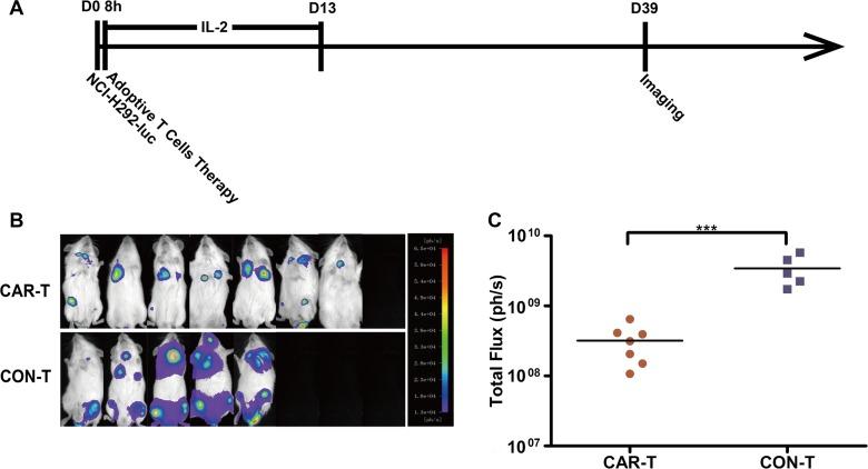https://cdn.ncbi.nlm.nih.gov/pmc/blobs/4136/5354747/e5daf3f7316c/oncotarget-08-9488-g006.jpg