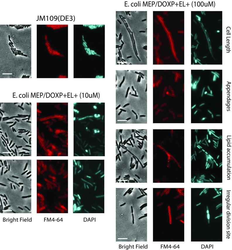 https://cdn.ncbi.nlm.nih.gov/pmc/blobs/4137/5889666/bfc72a7f94f0/pnas.1721604115fig04.jpg