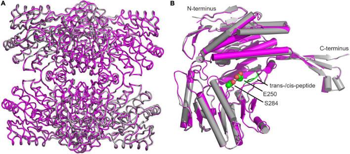 https://cdn.ncbi.nlm.nih.gov/pmc/blobs/4138/8886048/d720fae2b837/fmicb-13-802427-g009.jpg