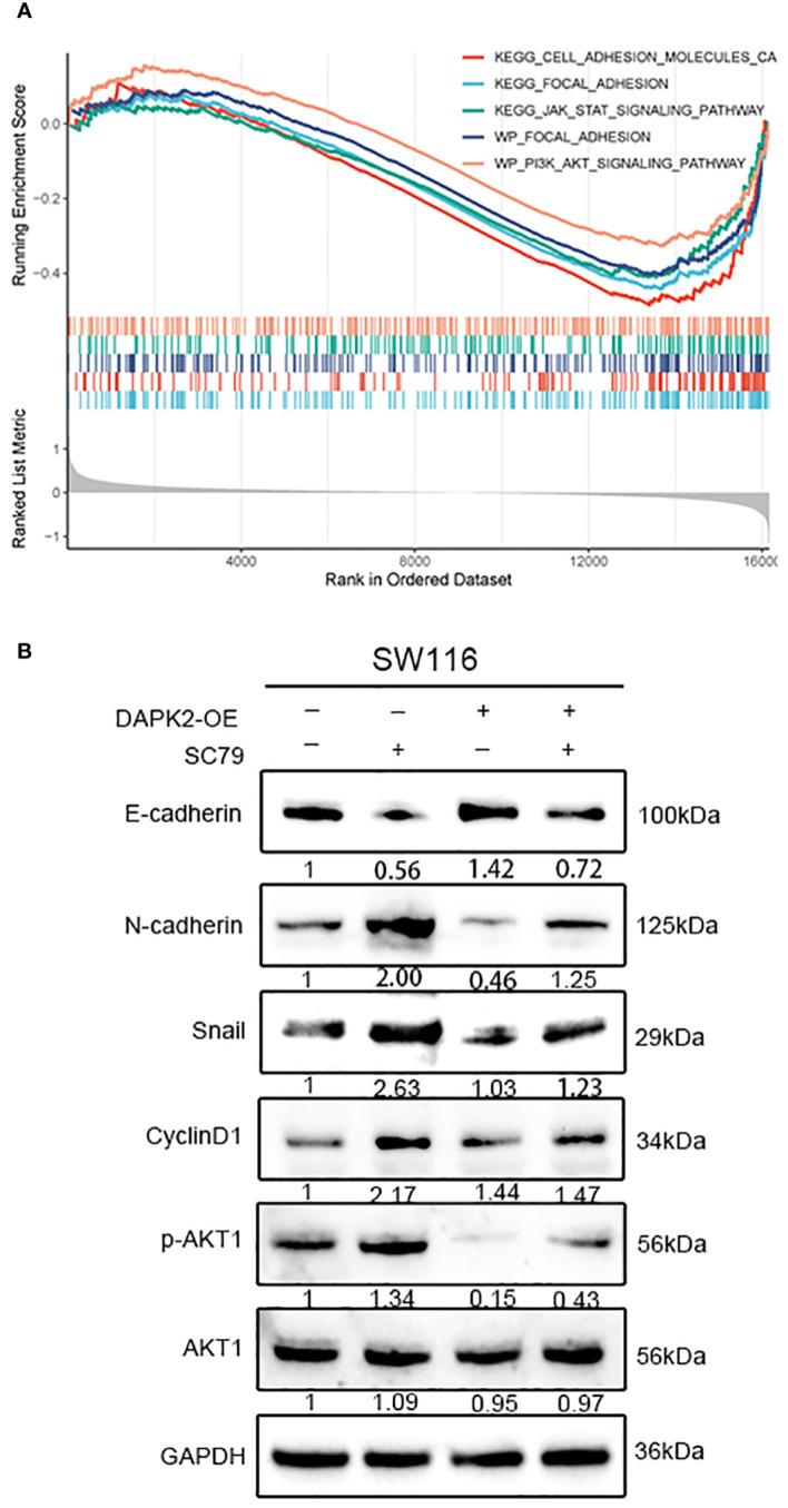 https://cdn.ncbi.nlm.nih.gov/pmc/blobs/4139/11109372/400aba61fb35/fimmu-15-1378305-g009.jpg
