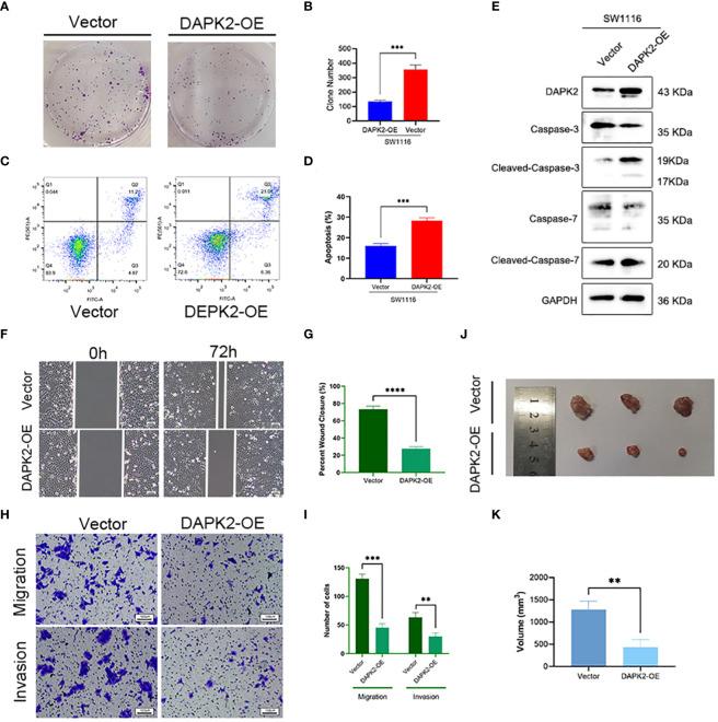 https://cdn.ncbi.nlm.nih.gov/pmc/blobs/4139/11109372/c290e5762dde/fimmu-15-1378305-g008.jpg