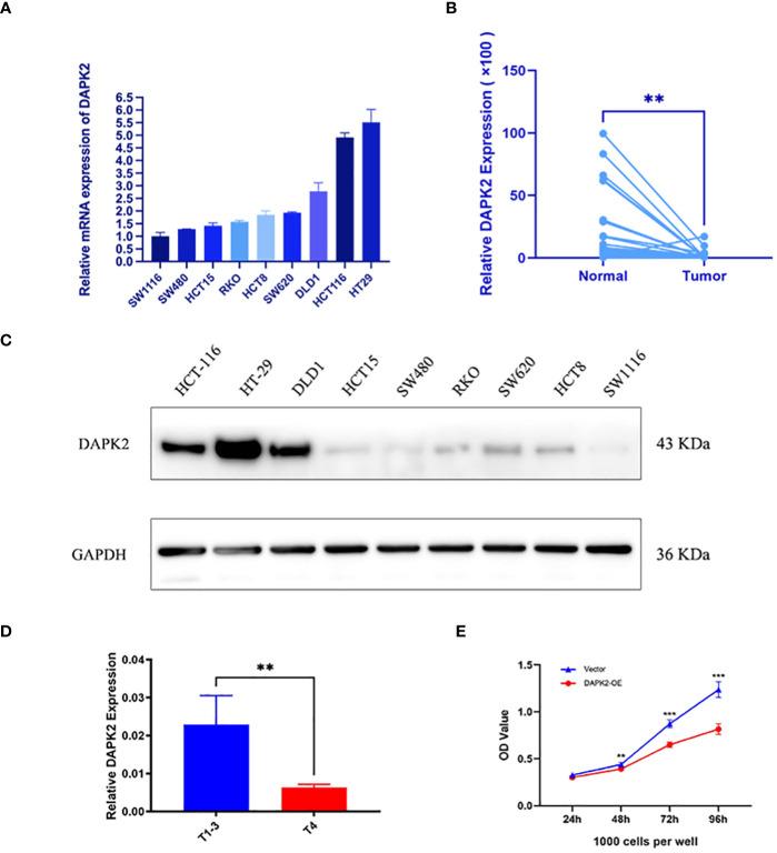 https://cdn.ncbi.nlm.nih.gov/pmc/blobs/4139/11109372/fb263ffba9b1/fimmu-15-1378305-g007.jpg