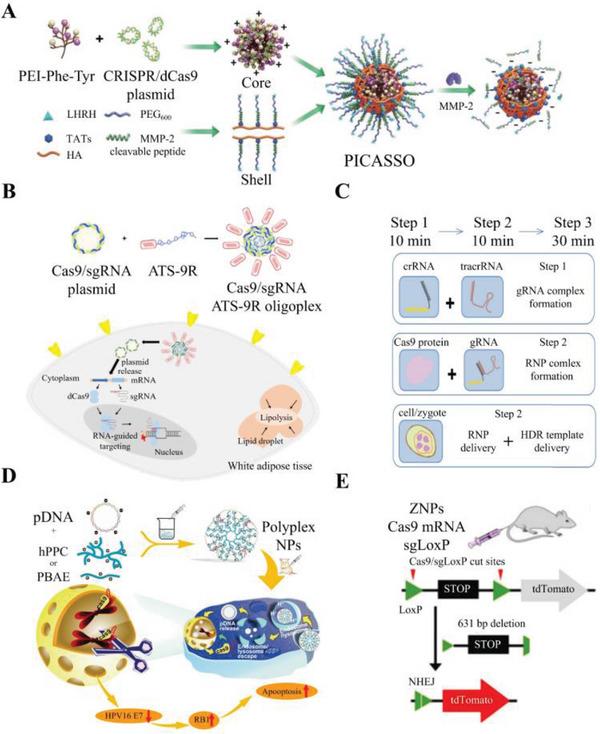 https://cdn.ncbi.nlm.nih.gov/pmc/blobs/4141/10477906/4fab6e7431e9/ADVS-10-2300195-g010.jpg