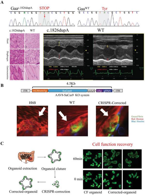 https://cdn.ncbi.nlm.nih.gov/pmc/blobs/4141/10477906/8f91851c4096/ADVS-10-2300195-g004.jpg