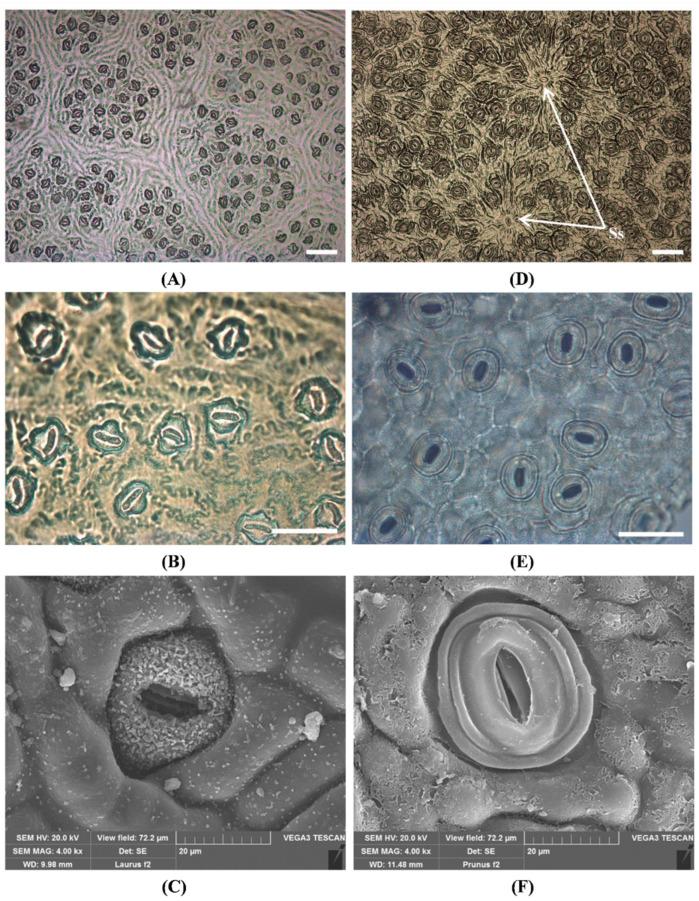 https://cdn.ncbi.nlm.nih.gov/pmc/blobs/4141/9697506/182c49e7ef86/toxins-14-00726-g003.jpg