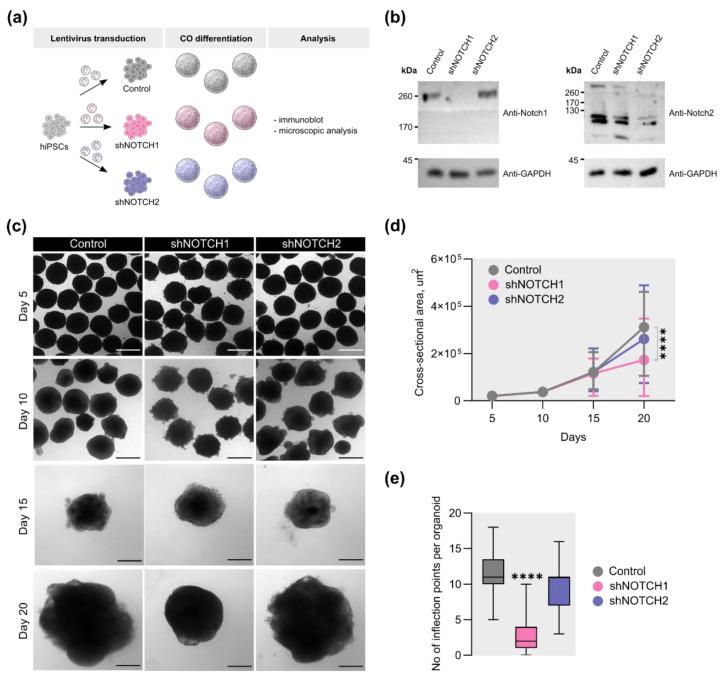 https://cdn.ncbi.nlm.nih.gov/pmc/blobs/4142/12347189/6ba6be7bdbfc/ijms-26-07309-g001.jpg