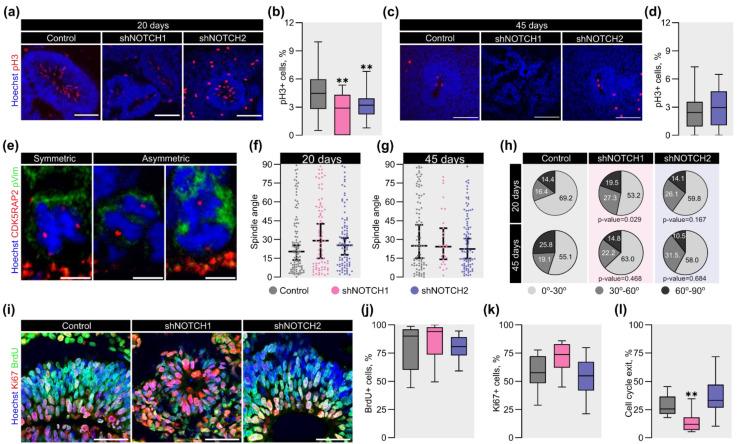 https://cdn.ncbi.nlm.nih.gov/pmc/blobs/4142/12347189/91a2a9401d4d/ijms-26-07309-g004.jpg