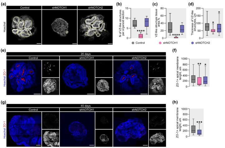 https://cdn.ncbi.nlm.nih.gov/pmc/blobs/4142/12347189/b545caa69127/ijms-26-07309-g002.jpg