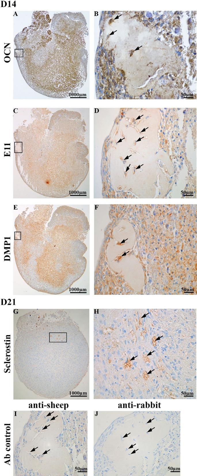 https://cdn.ncbi.nlm.nih.gov/pmc/blobs/4144/10494512/66506b4b846b/JBM4-7-e10792-g002.jpg