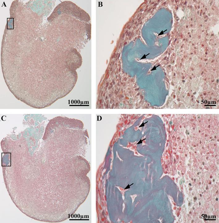 https://cdn.ncbi.nlm.nih.gov/pmc/blobs/4144/10494512/6c049f53ec4a/JBM4-7-e10792-g004.jpg