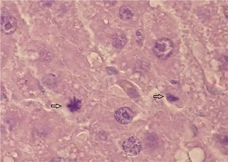 https://cdn.ncbi.nlm.nih.gov/pmc/blobs/4145/5863256/92086649782c/BMJ-35-174-g9.jpg