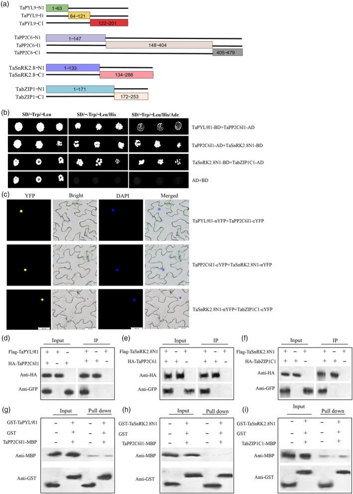 https://cdn.ncbi.nlm.nih.gov/pmc/blobs/4146/11772342/494b0a3f10da/PBI-23-352-g002.jpg