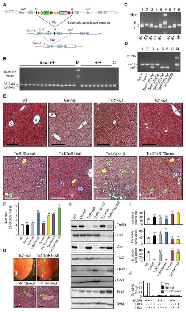 https://cdn.ncbi.nlm.nih.gov/pmc/blobs/4146/5730093/39db8f5bfd13/nihms884918f1.jpg