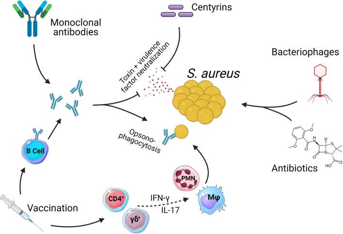 https://cdn.ncbi.nlm.nih.gov/pmc/blobs/4146/8294057/e206c3feb56f/fimmu-12-705360-g001.jpg