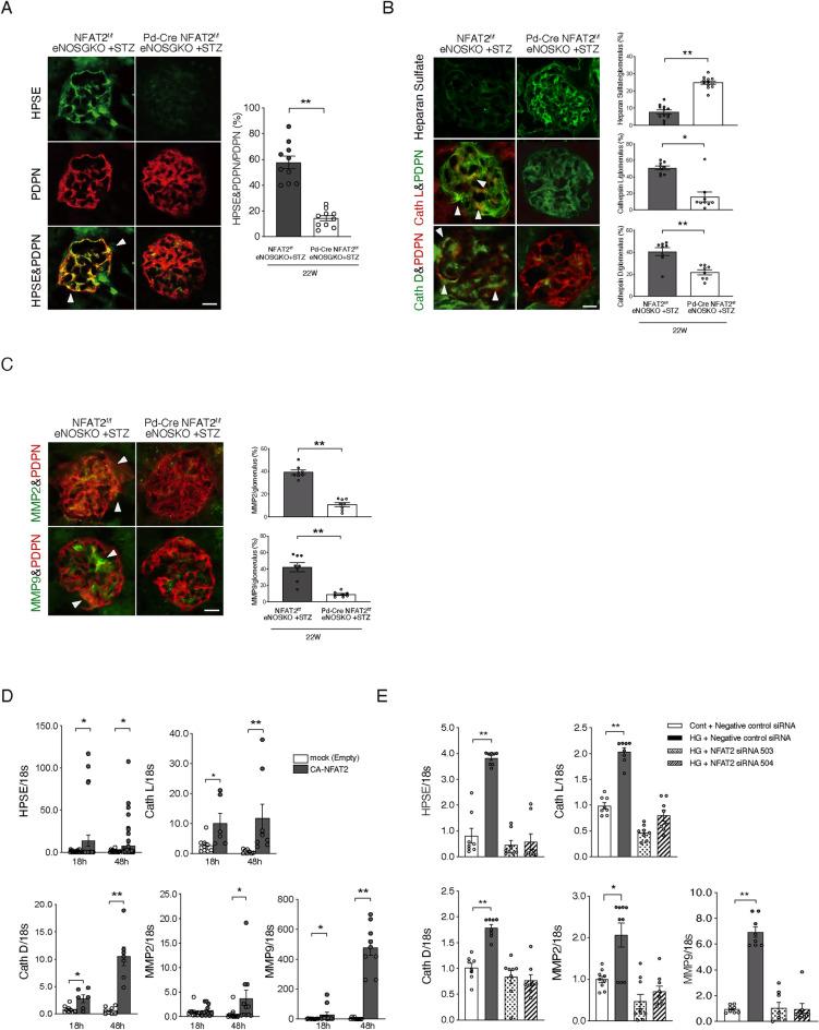 https://cdn.ncbi.nlm.nih.gov/pmc/blobs/4147/11589149/a4c2ac5f00a0/41598_2024_79501_Fig5_HTML.jpg