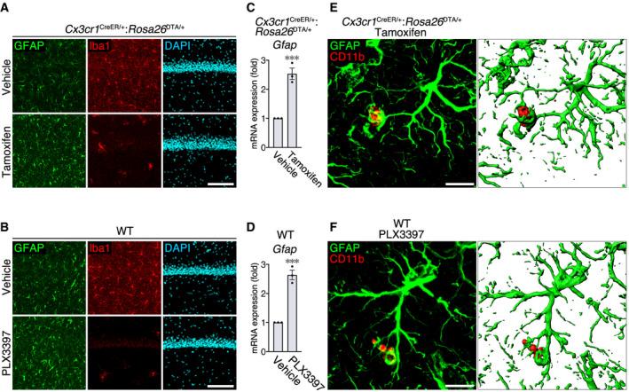 https://cdn.ncbi.nlm.nih.gov/pmc/blobs/4148/7667883/2cb64df785f2/EMBJ-39-e104464-g009.jpg