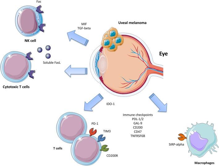 https://cdn.ncbi.nlm.nih.gov/pmc/blobs/414d/6848265/3640ccff2669/fonc-09-01145-g0001.jpg