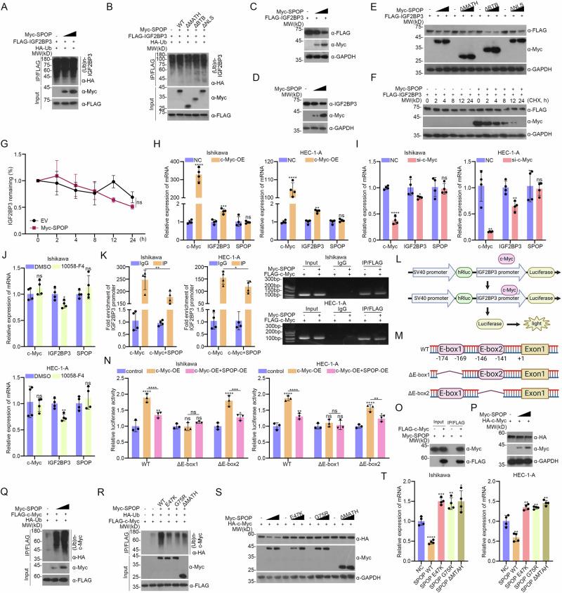 https://cdn.ncbi.nlm.nih.gov/pmc/blobs/414f/12006306/15407c84dd8f/42003_2025_8065_Fig4_HTML.jpg