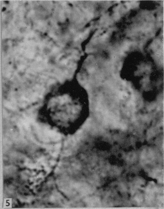 https://cdn.ncbi.nlm.nih.gov/pmc/blobs/414f/1261457/6af5903f1213/janat00418-0015-b.jpg