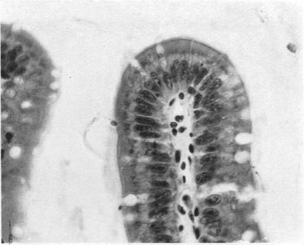 https://cdn.ncbi.nlm.nih.gov/pmc/blobs/4151/1365331/493391e0ef98/jphysiol01093-0181-a.jpg