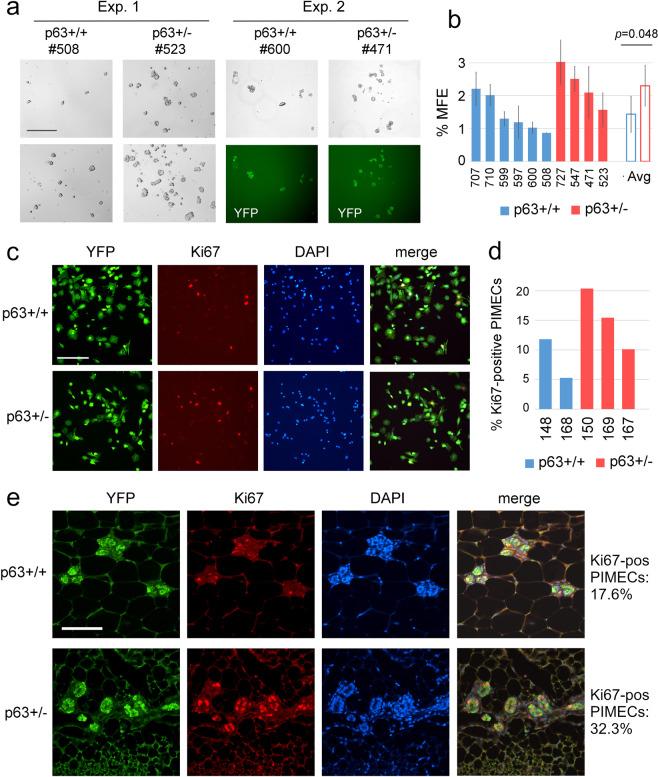 https://cdn.ncbi.nlm.nih.gov/pmc/blobs/4155/8141055/60295b15d3fe/41419_2021_3795_Fig2_HTML.jpg