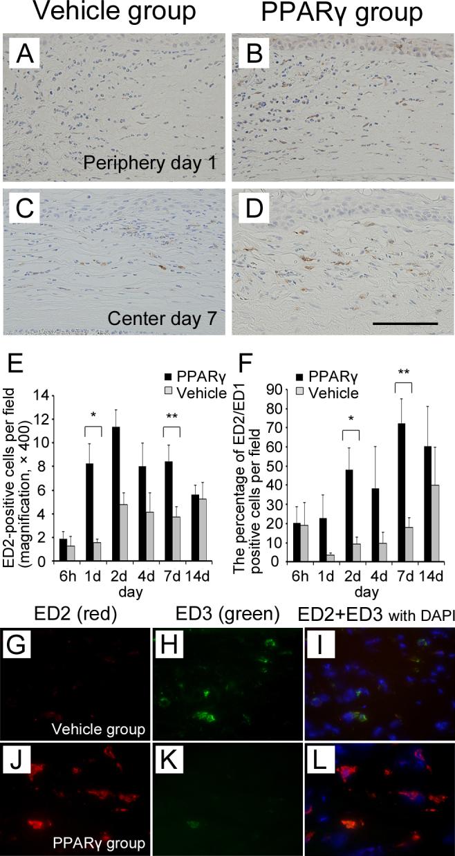 https://cdn.ncbi.nlm.nih.gov/pmc/blobs/4160/3816991/6d7529e1c77d/mv-v19-2135-f5.jpg