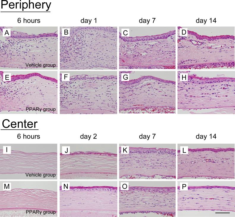 https://cdn.ncbi.nlm.nih.gov/pmc/blobs/4160/3816991/8a3bad0f69c1/mv-v19-2135-f2.jpg