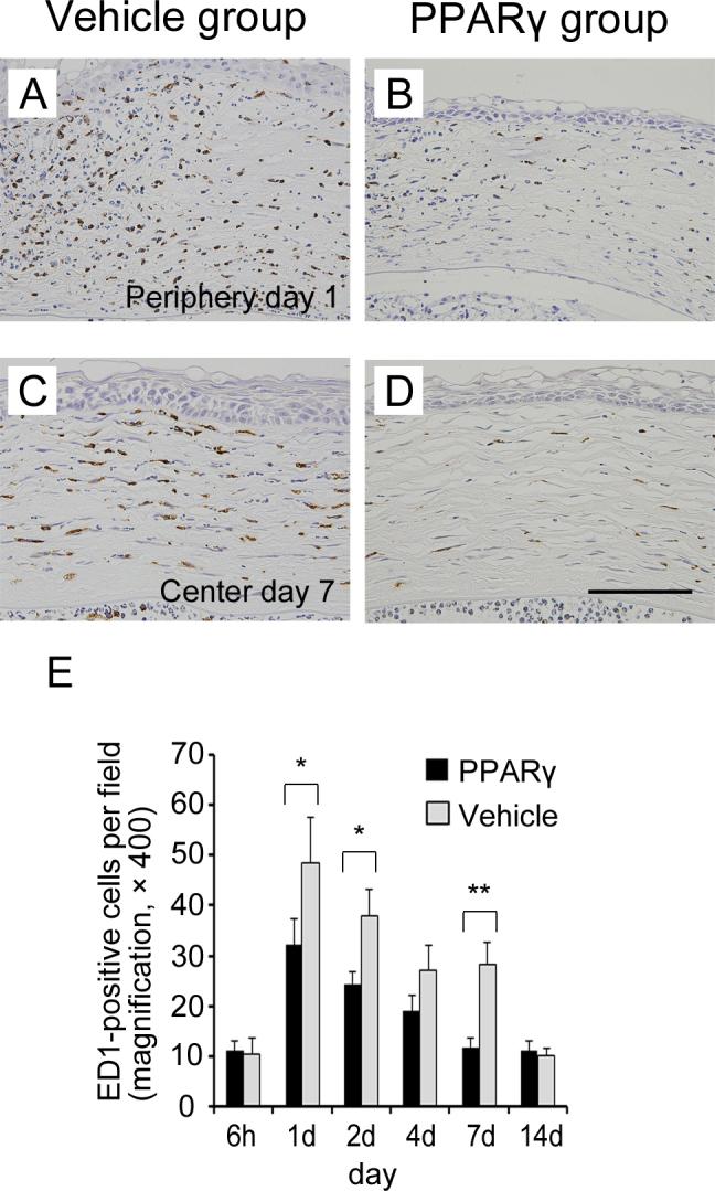 https://cdn.ncbi.nlm.nih.gov/pmc/blobs/4160/3816991/a1559b649c54/mv-v19-2135-f4.jpg