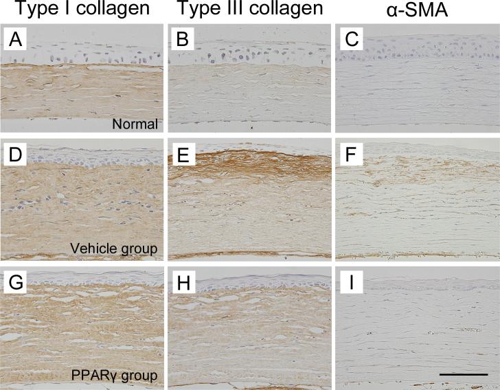 https://cdn.ncbi.nlm.nih.gov/pmc/blobs/4160/3816991/c6abfb74fae4/mv-v19-2135-f7.jpg