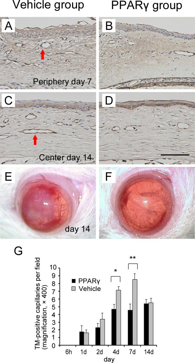 https://cdn.ncbi.nlm.nih.gov/pmc/blobs/4160/3816991/daccce7c7c61/mv-v19-2135-f6.jpg