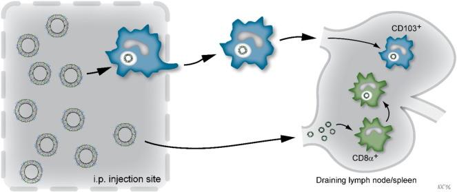 https://cdn.ncbi.nlm.nih.gov/pmc/blobs/4161/5041310/722400aa967b/gr7.jpg
