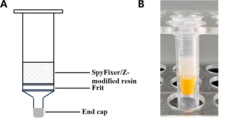https://cdn.ncbi.nlm.nih.gov/pmc/blobs/4165/12021679/0371012e0d48/BioProtoc-15-8-5286-g002.jpg
