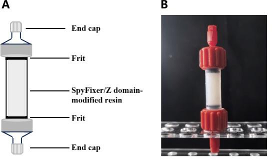 https://cdn.ncbi.nlm.nih.gov/pmc/blobs/4165/12021679/494fc0e914b7/BioProtoc-15-8-5286-g007.jpg
