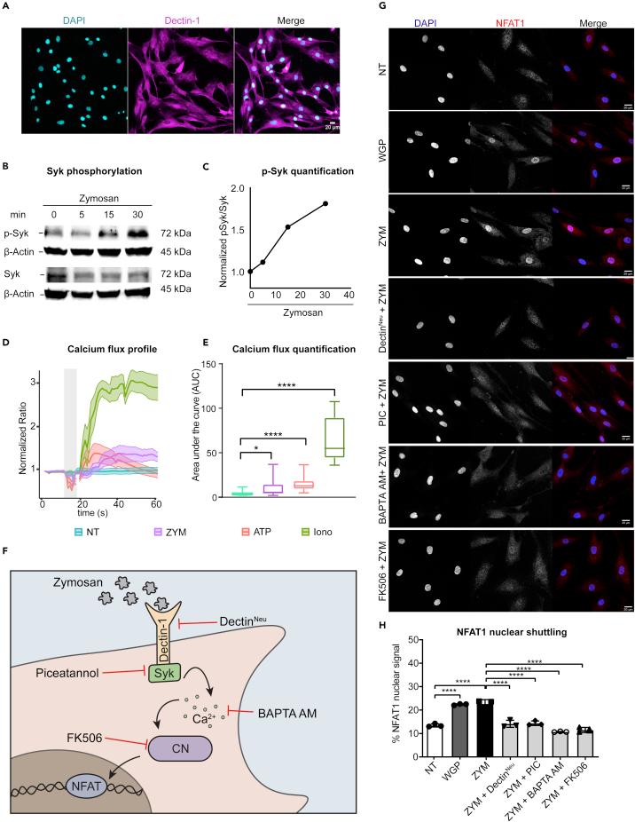 https://cdn.ncbi.nlm.nih.gov/pmc/blobs/4166/8233198/065920c779ce/gr2.jpg