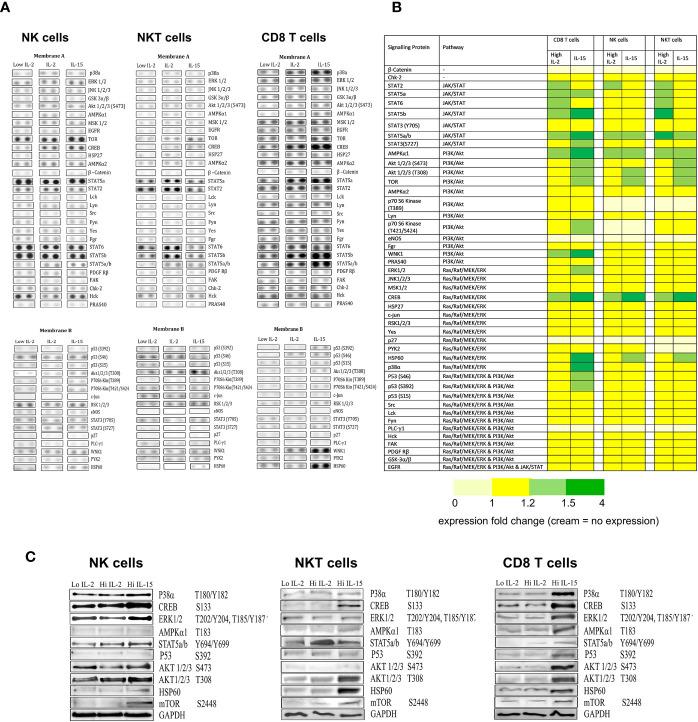https://cdn.ncbi.nlm.nih.gov/pmc/blobs/4167/7848219/6eed911d4f30/fimmu-11-594620-g004.jpg