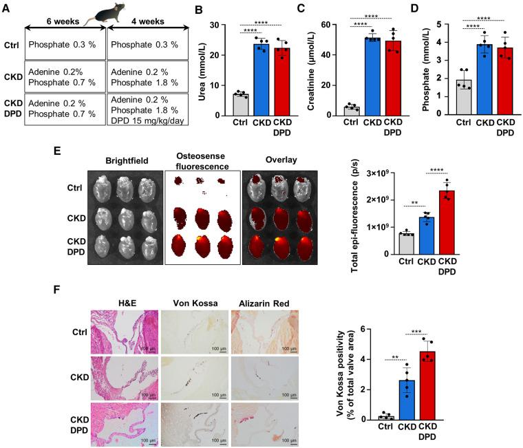 https://cdn.ncbi.nlm.nih.gov/pmc/blobs/4169/10272757/904d4cff1c75/fcvm-10-1168339-g008.jpg